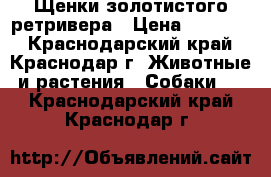 Щенки золотистого ретривера › Цена ­ 25 000 - Краснодарский край, Краснодар г. Животные и растения » Собаки   . Краснодарский край,Краснодар г.